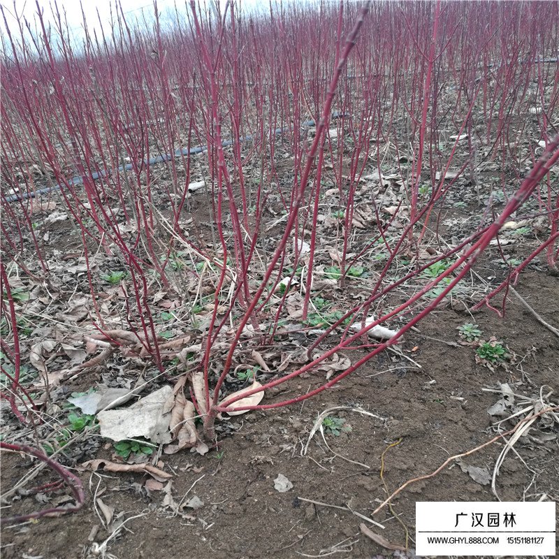 沭阳红瑞木价格