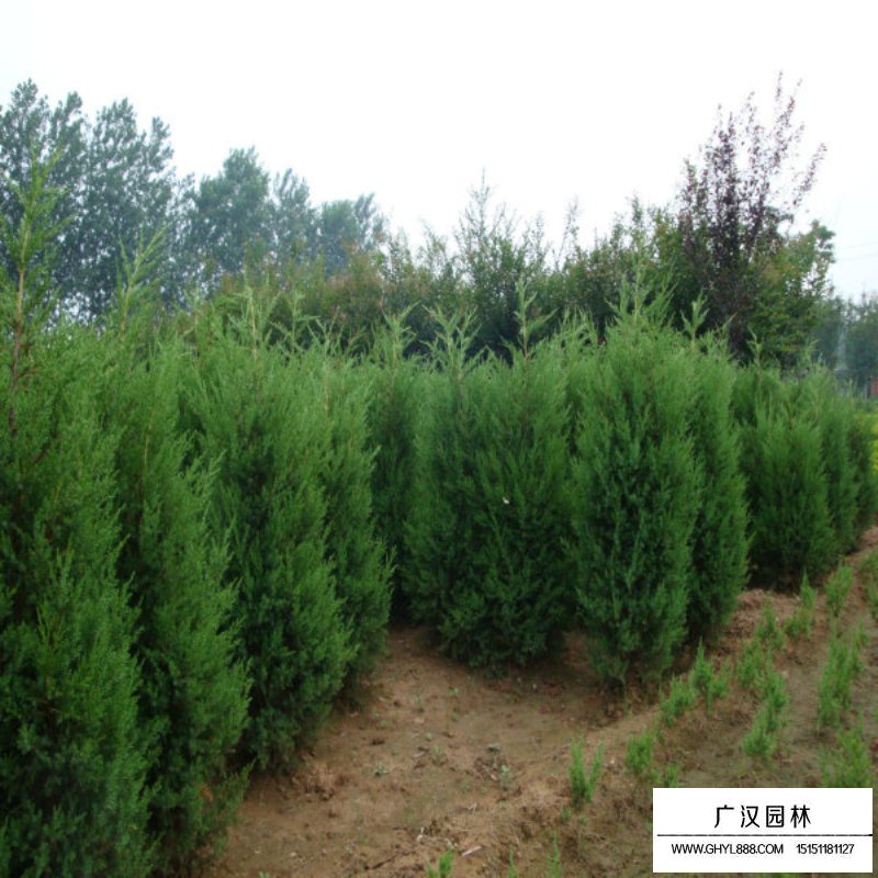 蜀桧产地