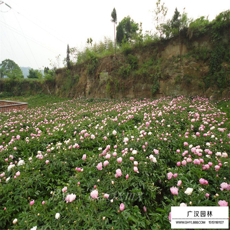 芍药产地