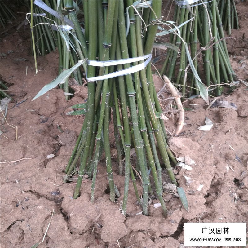 钢竹产地