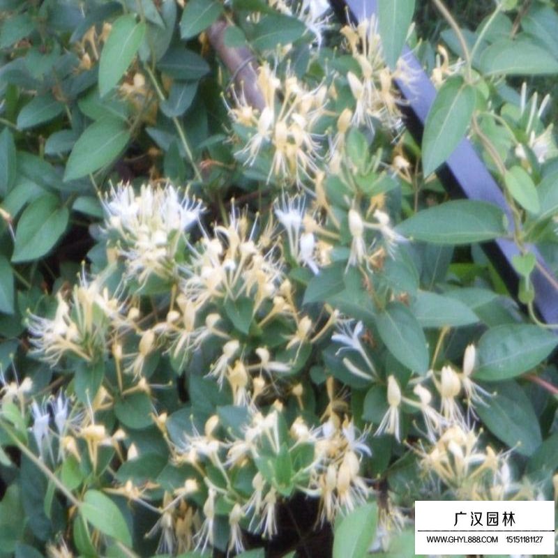 金银花价格