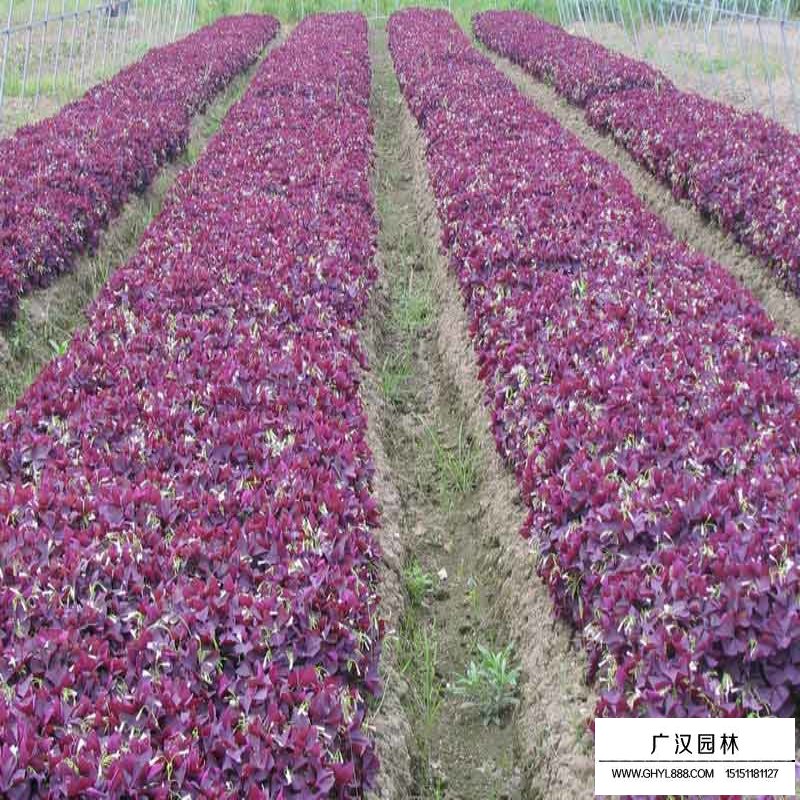 紫叶酢浆草产地