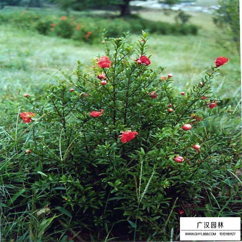 花石榴价格