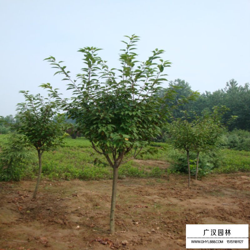 福建山樱花价格