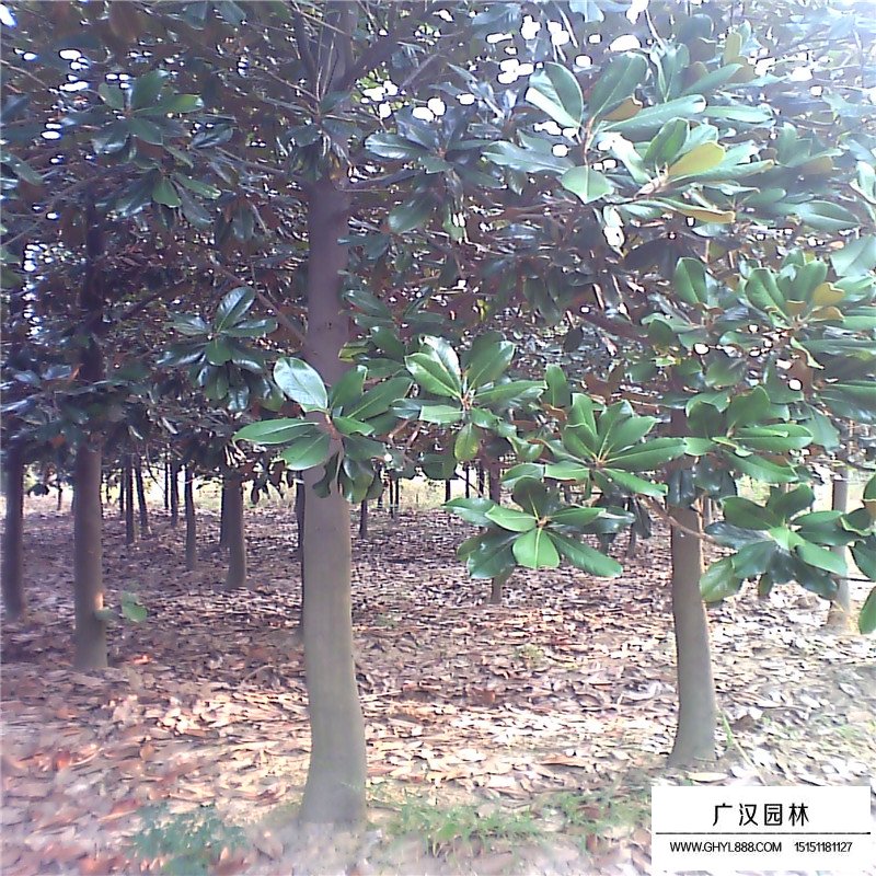 广玉兰基地