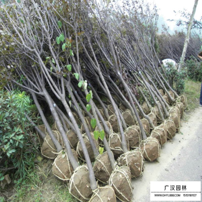 紫叶李基地