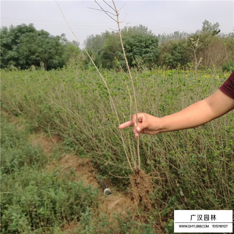 水腊与小叶女贞的区别