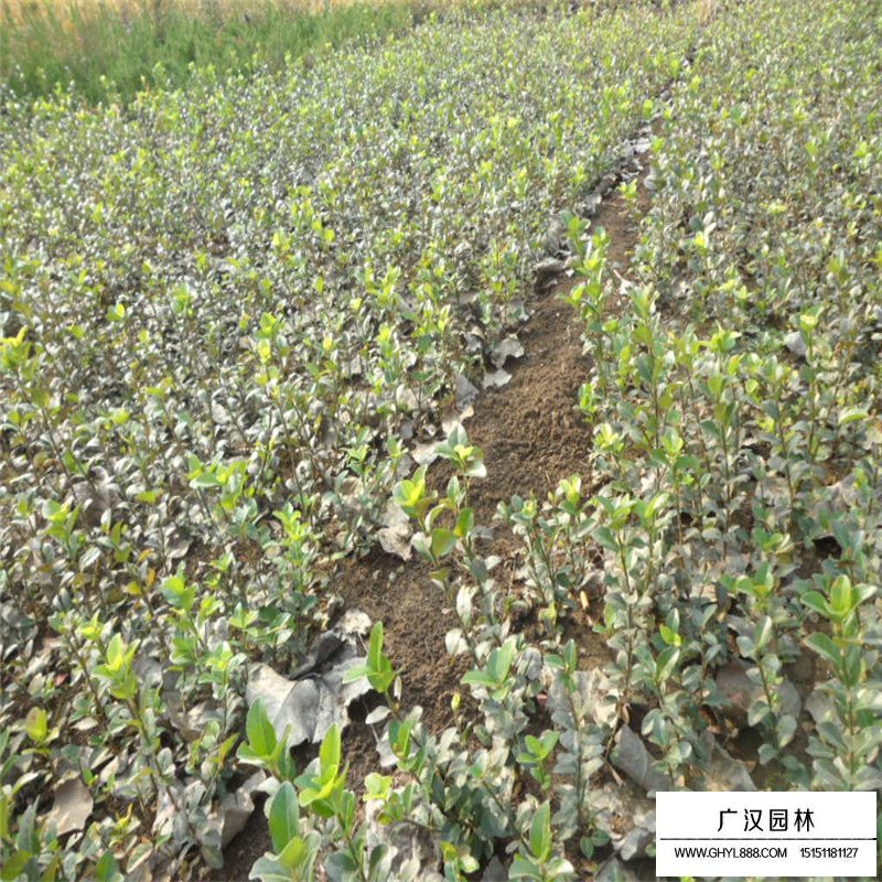 扶芳藤和小叶扶芳藤区别