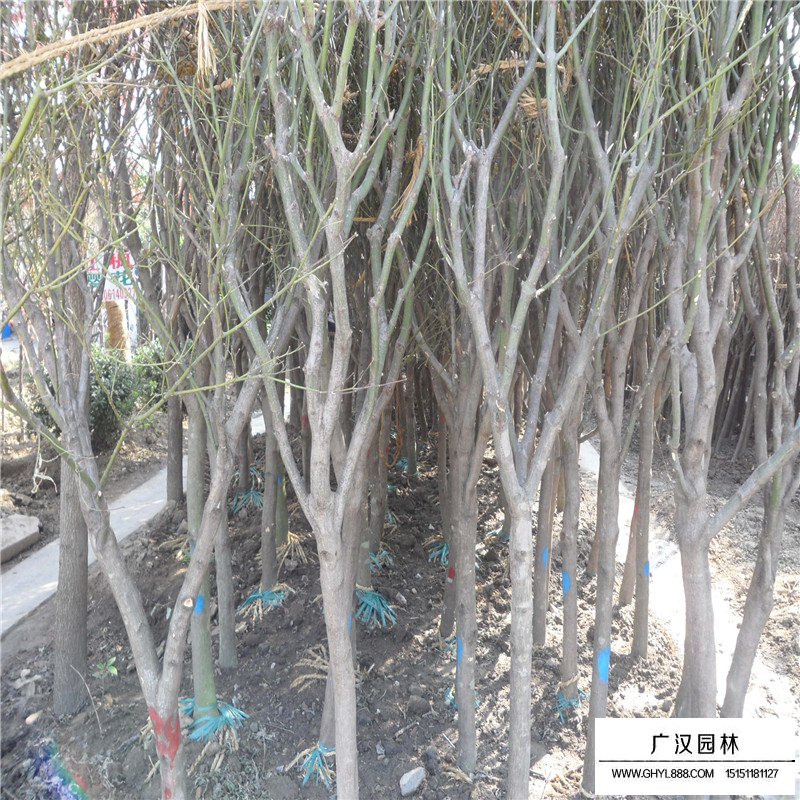 青枫栽植养护