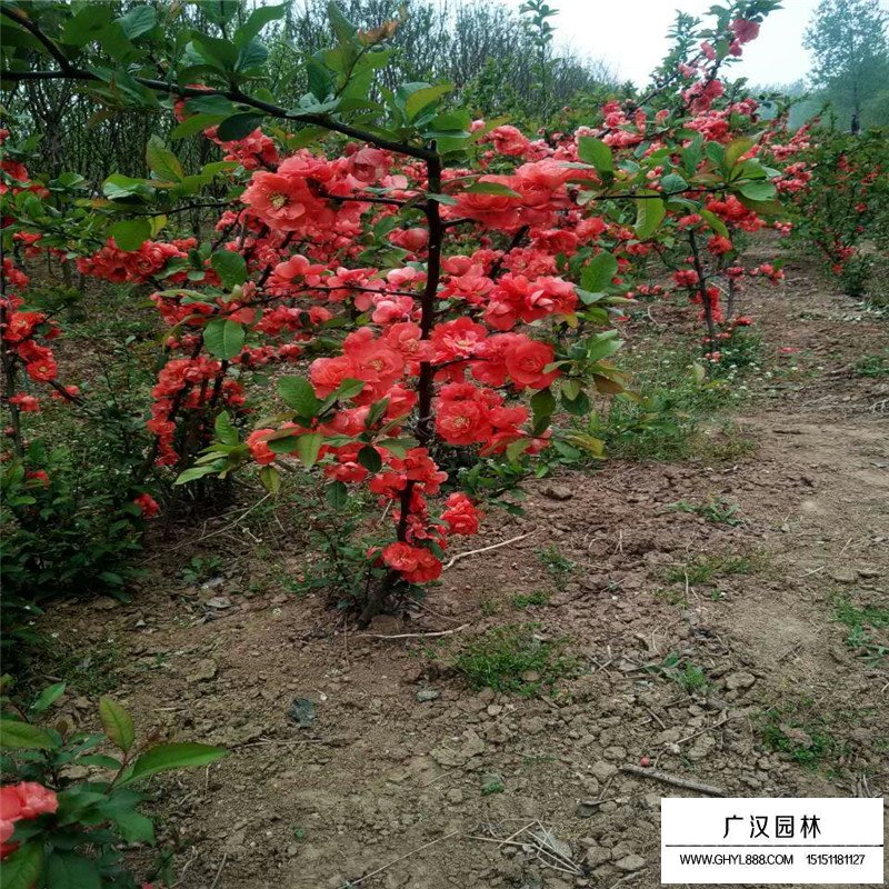 木瓜海棠与贴梗海棠区别