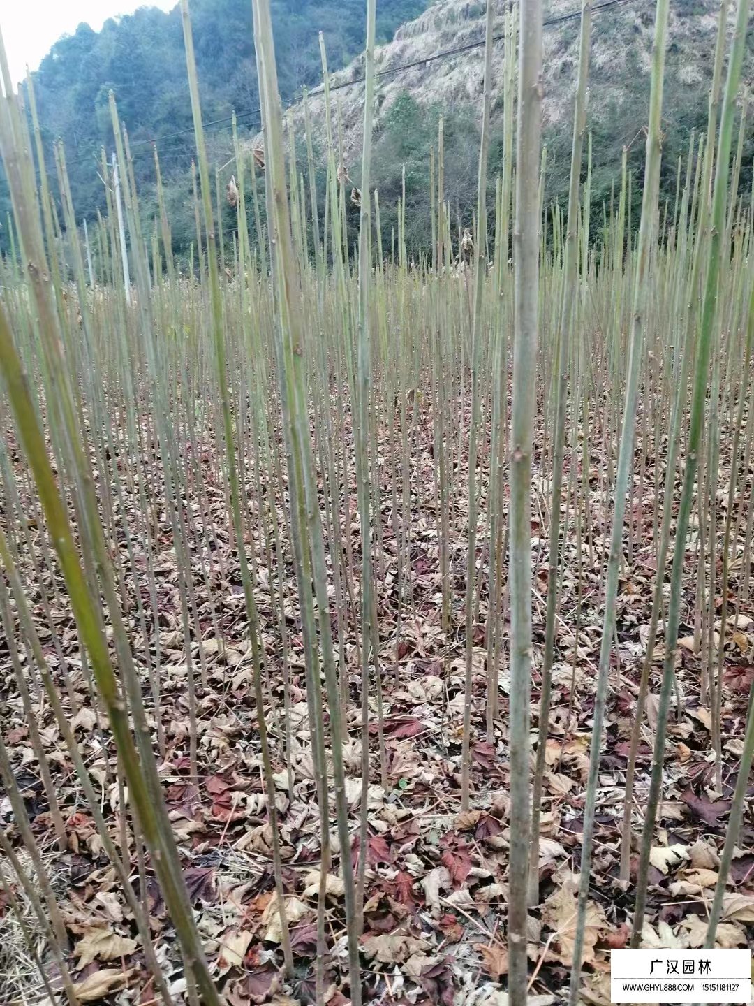 油桐苗