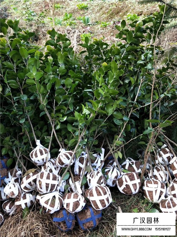 茶花树 茶花树图片 价格表 基地 沭阳县广汉园林苗木场