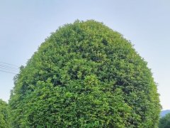 桂花树