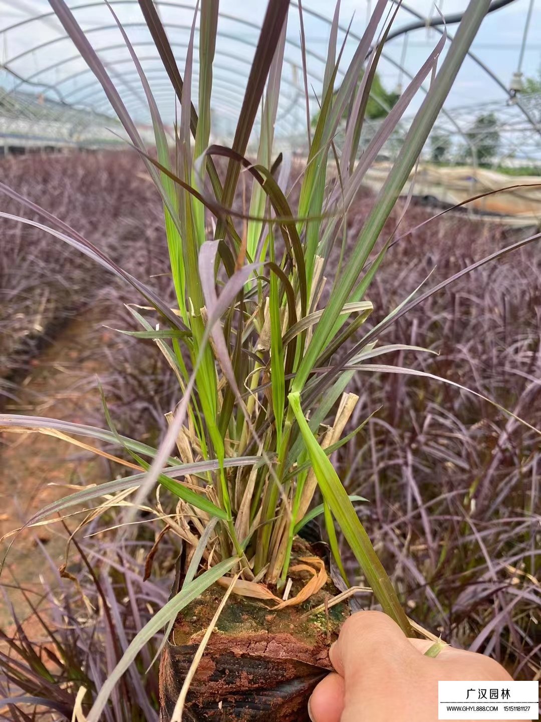 火焰狼尾草