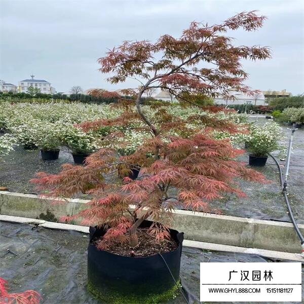 日本羽毛枫