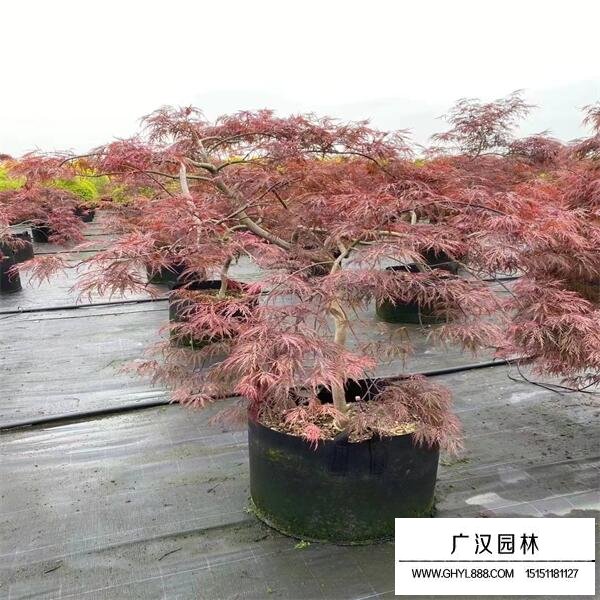 日本羽毛枫