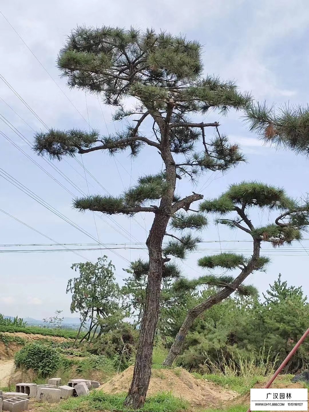 造型黑松