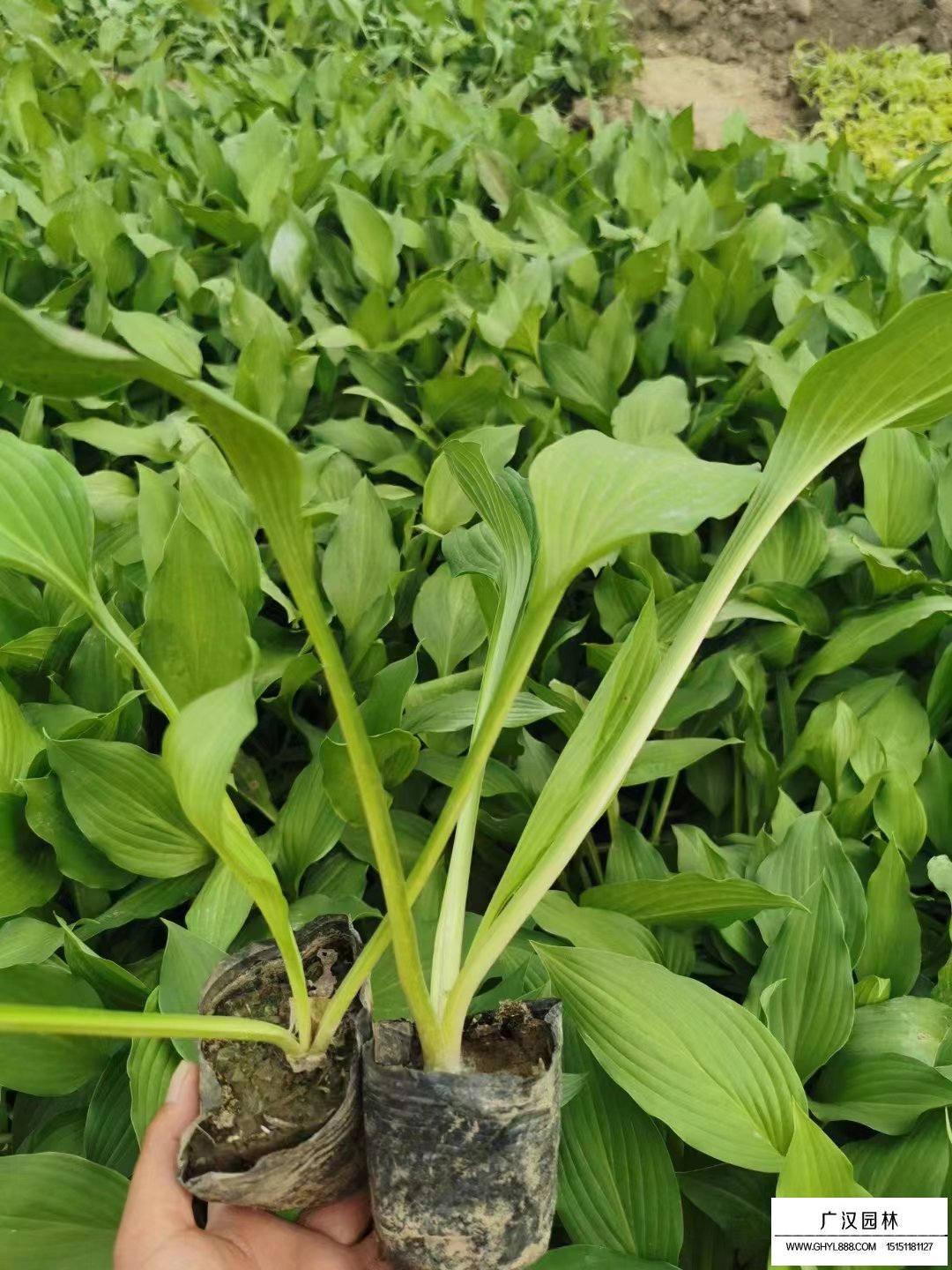 紫花玉簪 紫花玉簪图片 价格表 基地 沭阳县广汉园林苗木场