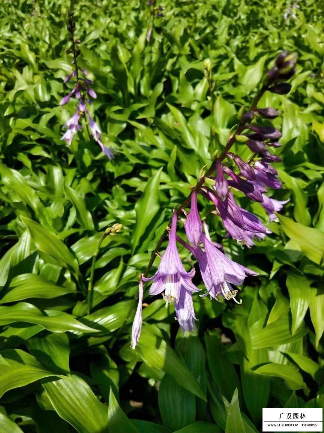 紫花玉簪是玉簪的品种之一花色为紫色系列,紫花玉簪属于宿根草本植物