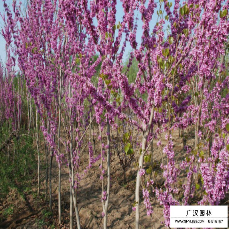 紫荆树图片(图3)