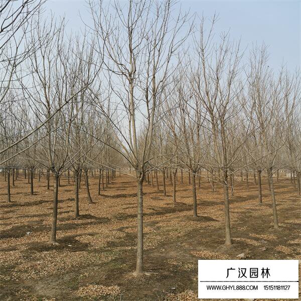 白蜡树