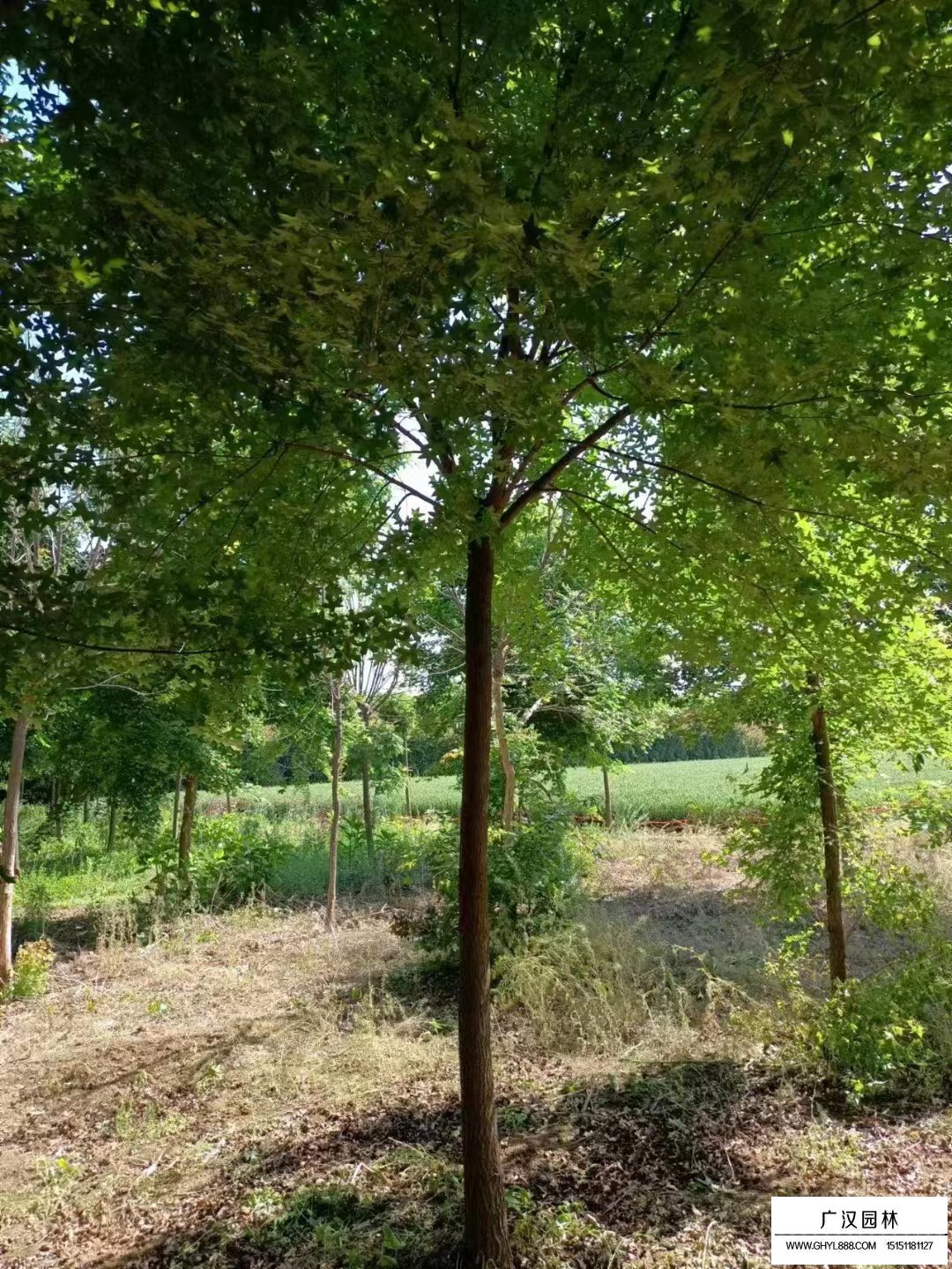元宝枫