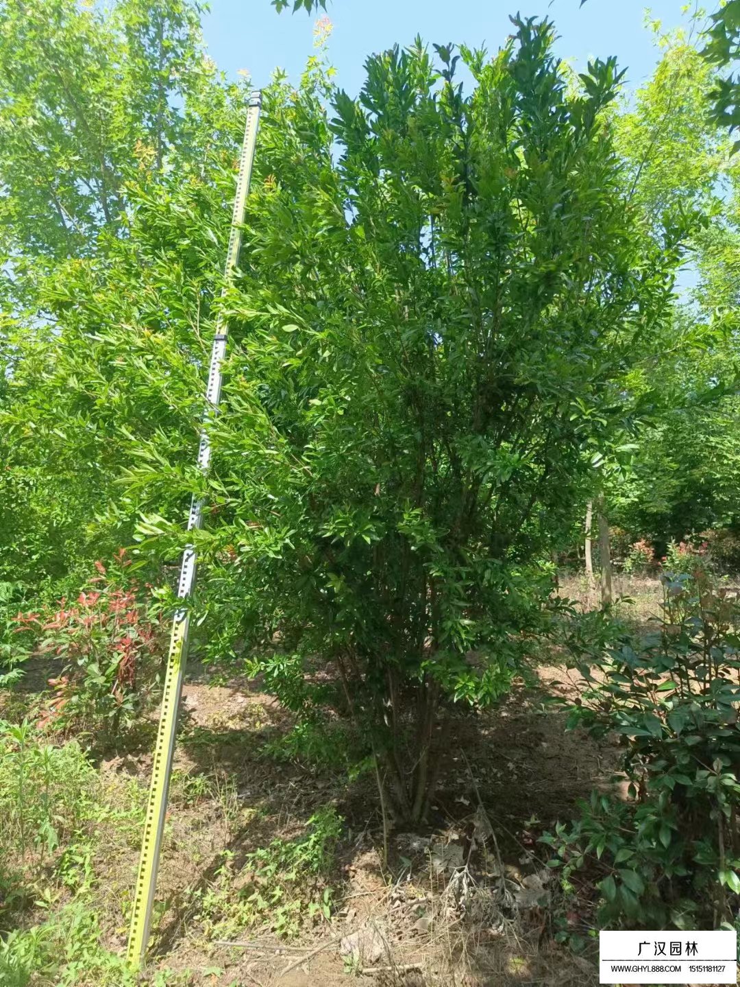 丛生花石榴