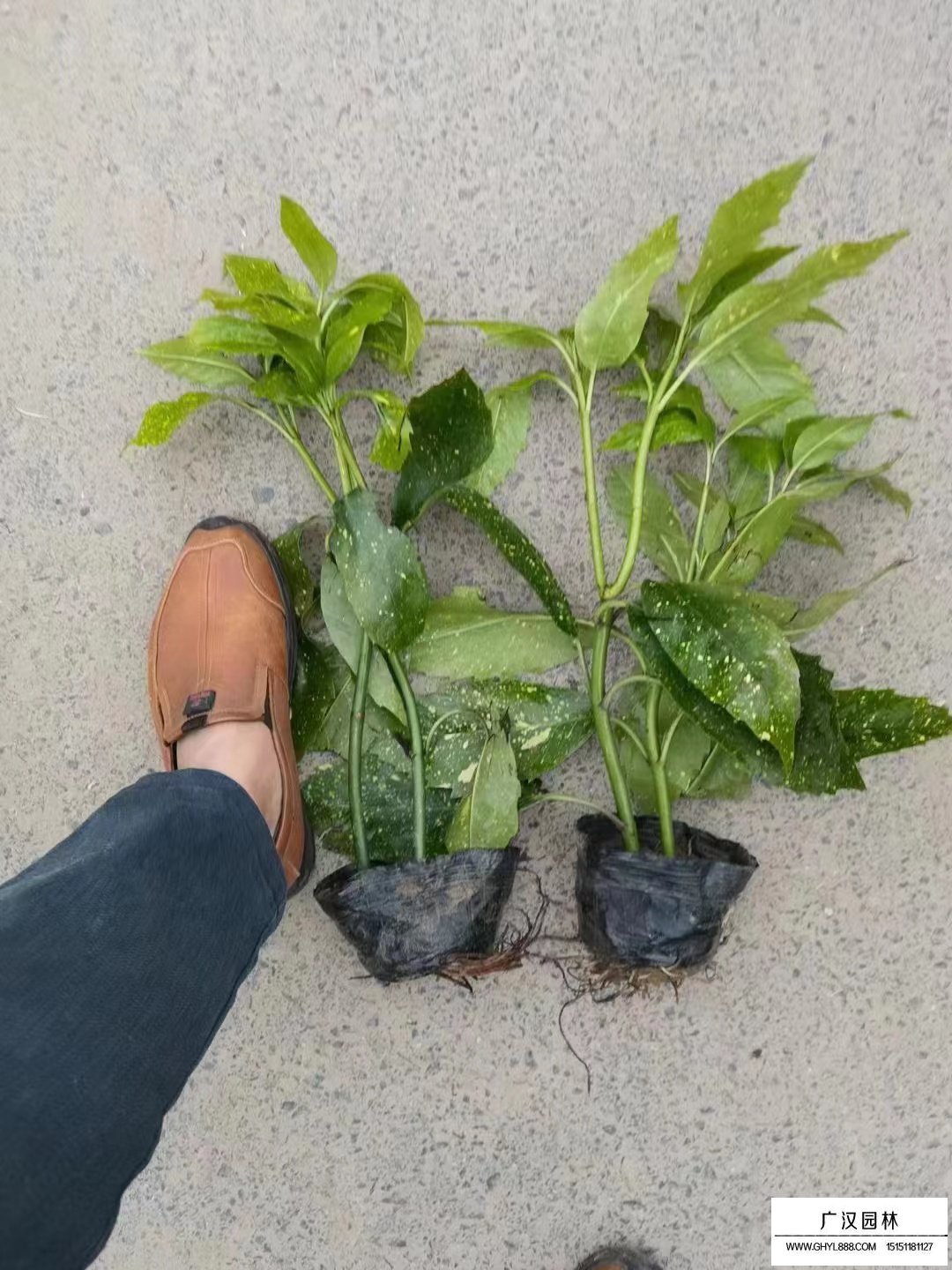 洒金珊瑚 洒金珊瑚图片 价格表 基地 沭阳县广汉园林苗木场