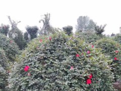 月季花球