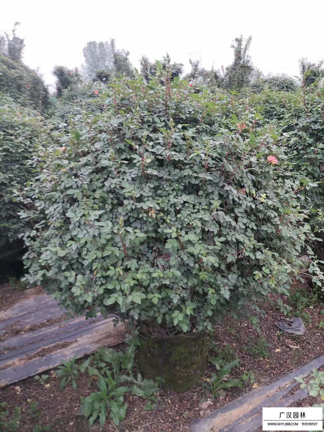 月季花球