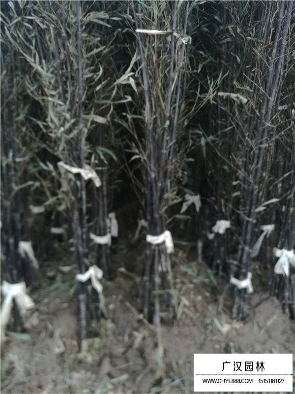 紫竹