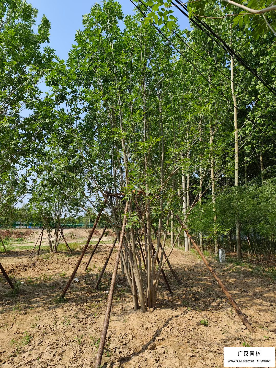 丛生白蜡