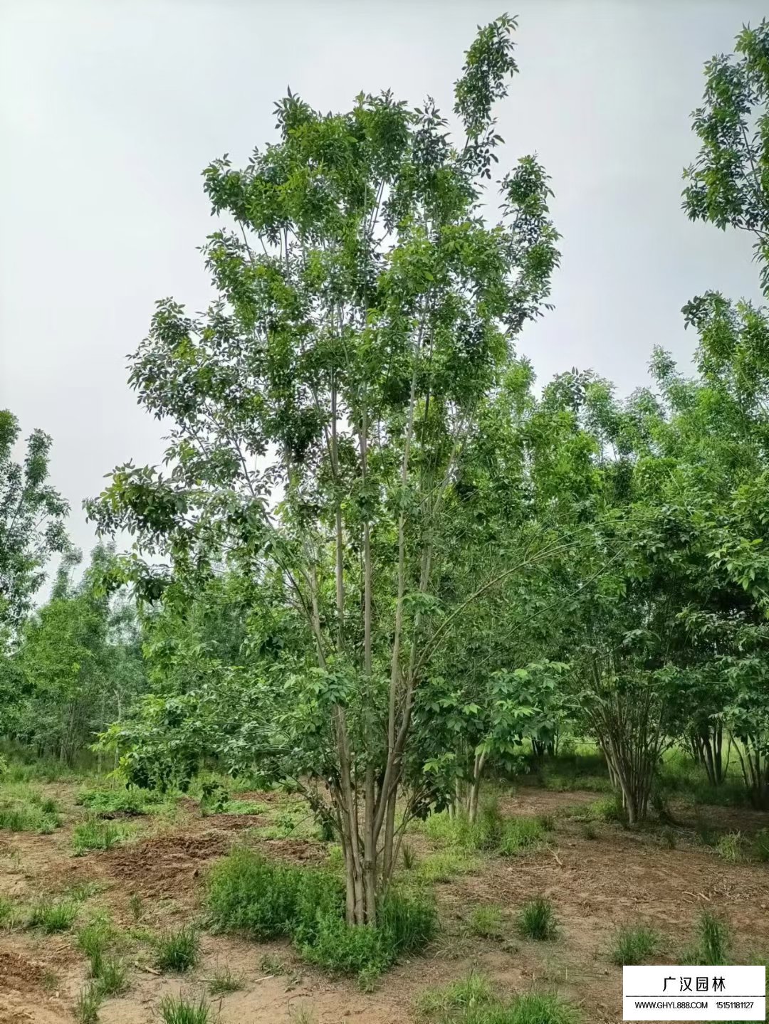 丛生白蜡