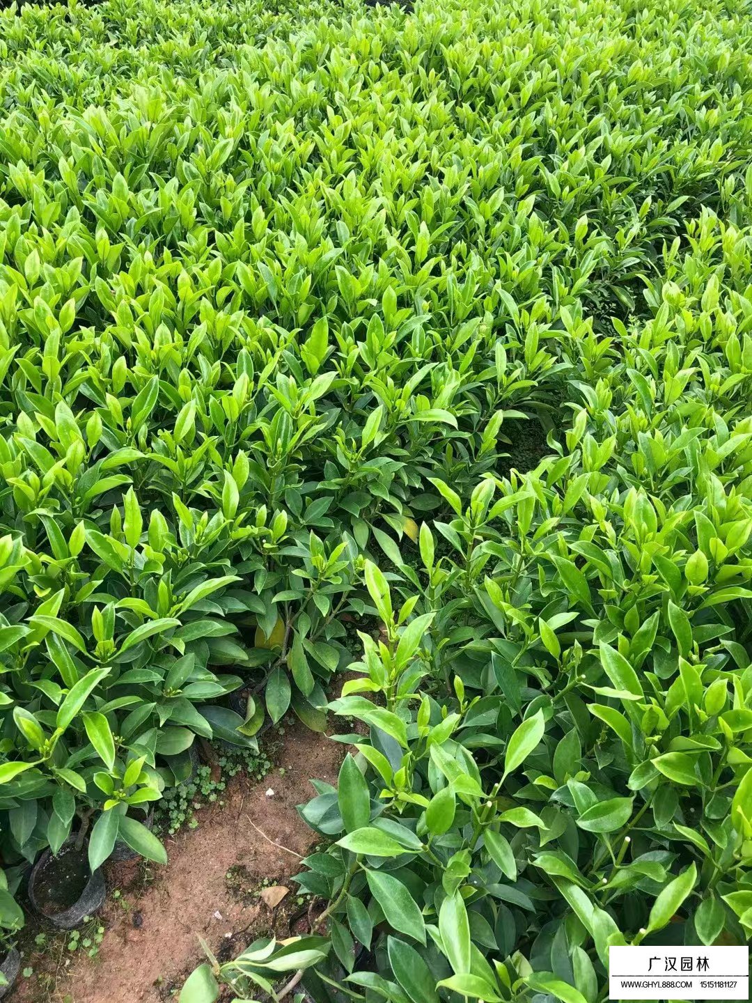 非洲茉莉