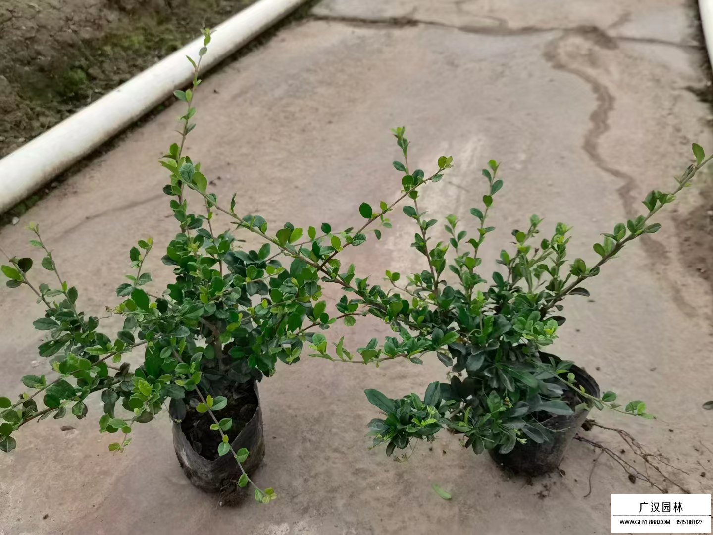 福建茶小苗
