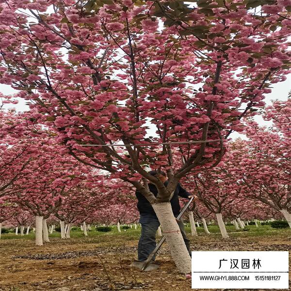 河律樱