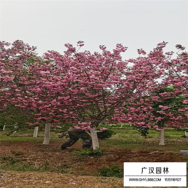 河律樱