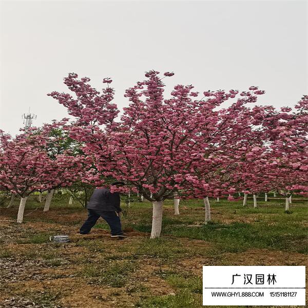 河律樱