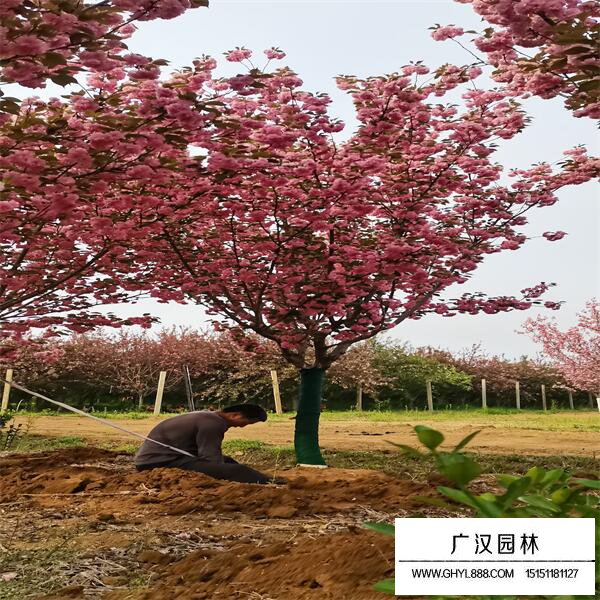 河律樱