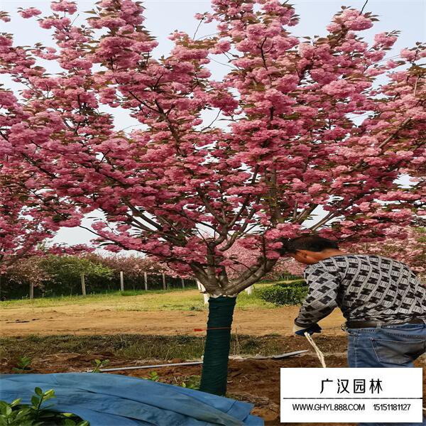 河律樱