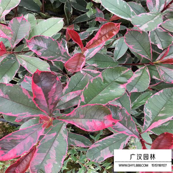 花叶石楠