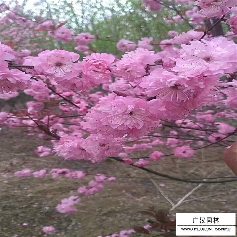 榆叶梅花