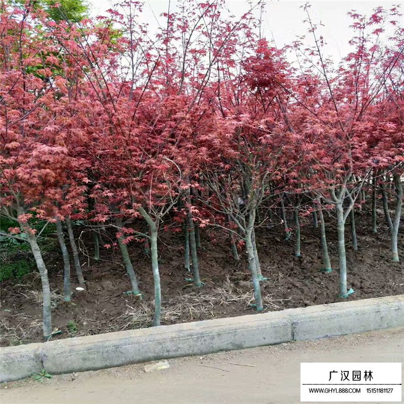 红枫盆景