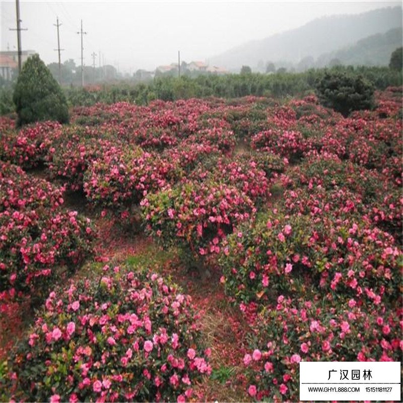 茶梅球的种植方法有哪些?