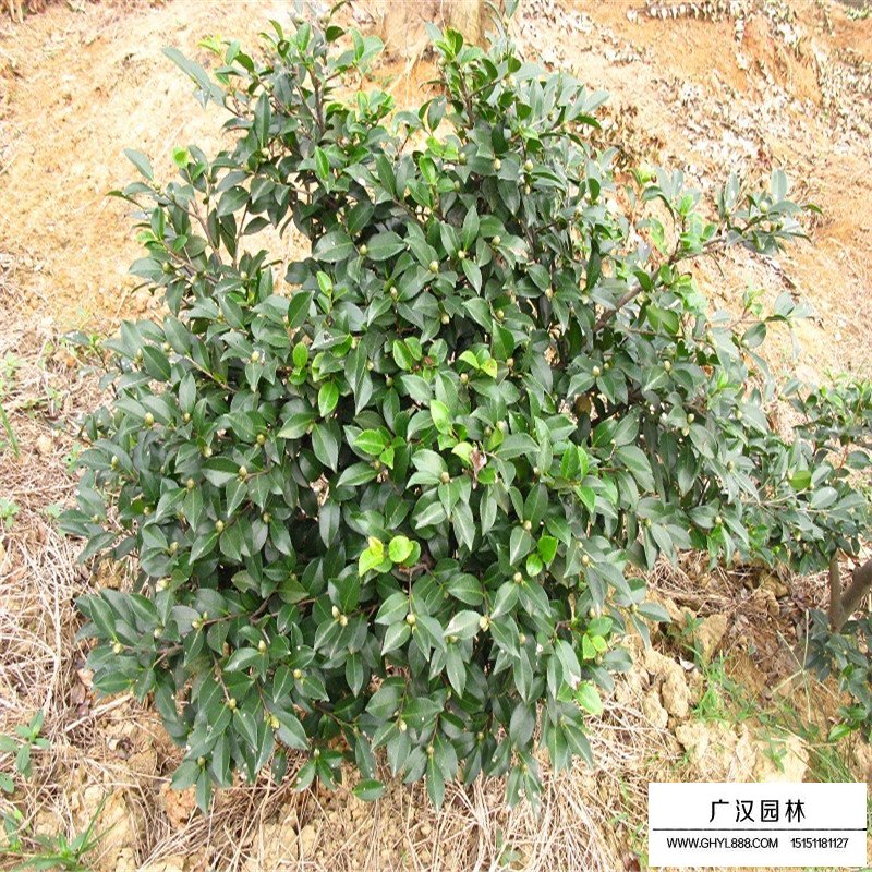 茶梅球的种植方法有哪些?