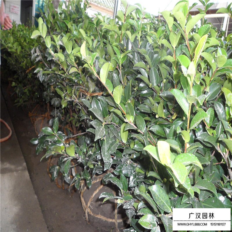 茶梅球的种植方法有哪些?