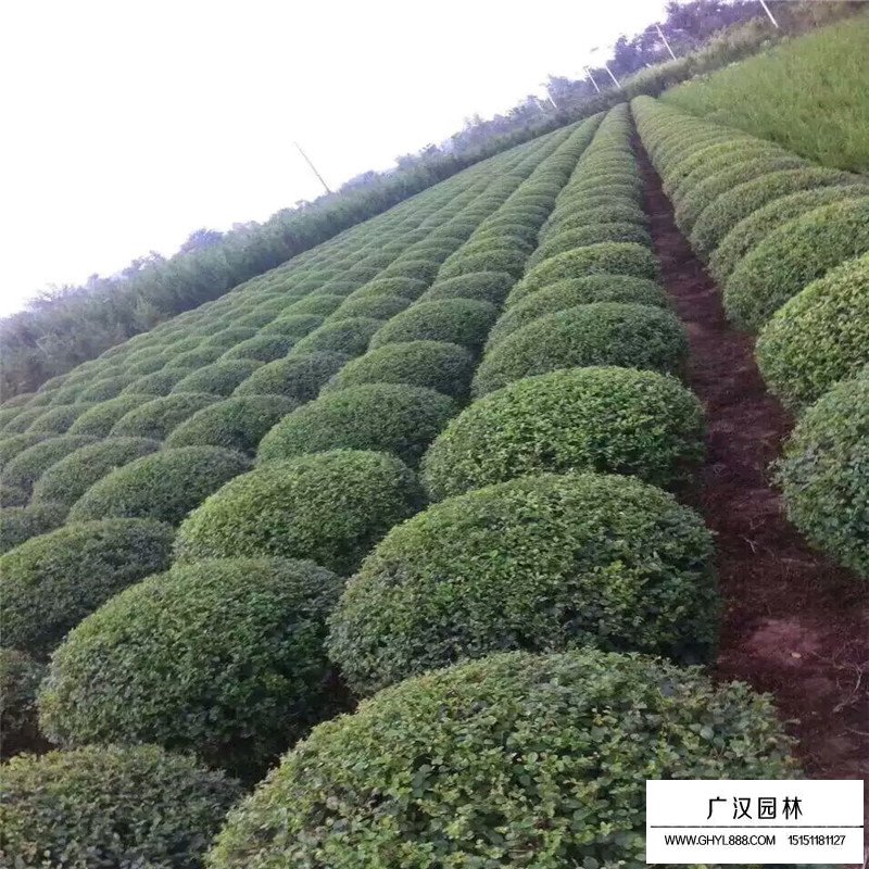 金叶女贞球基本习性