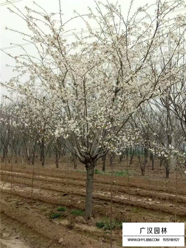 单樱的价格