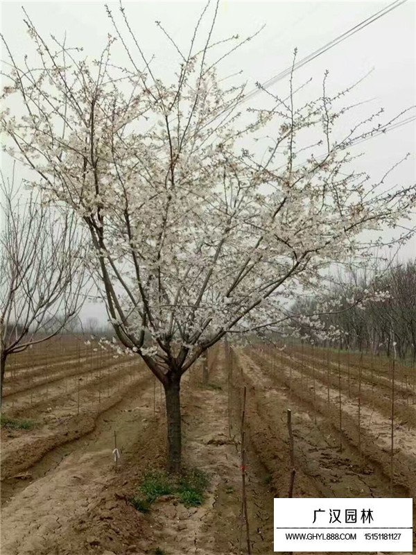 单樱的价格