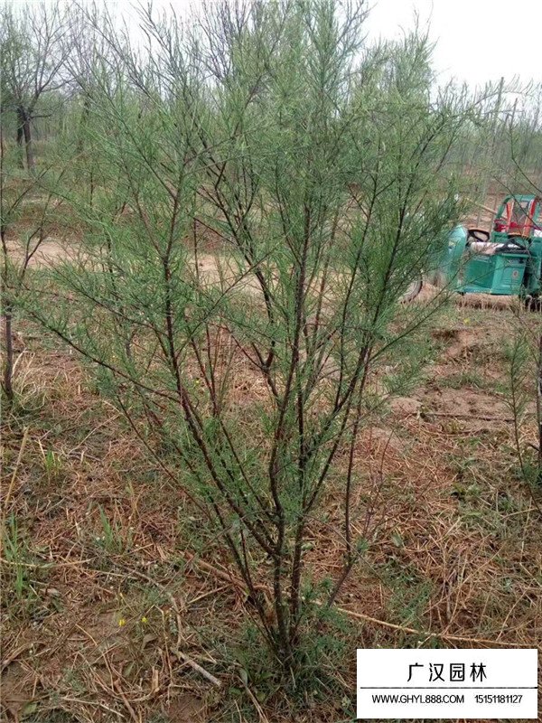 柽柳的种植方法有哪些